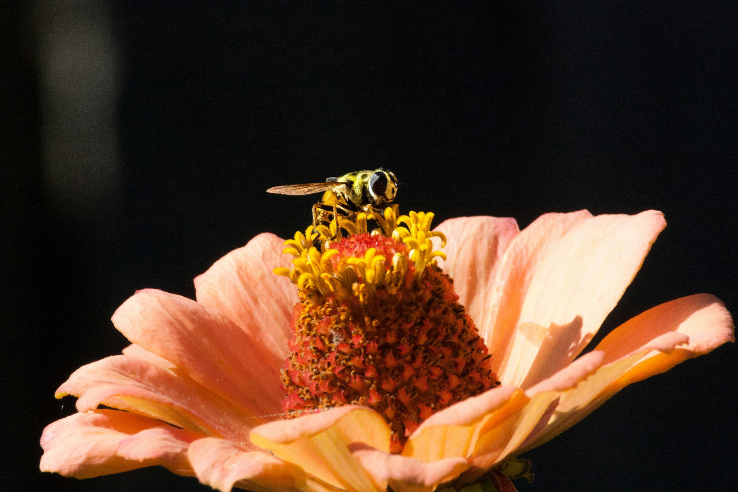 As flores também alimentam o planeta. Sabias?