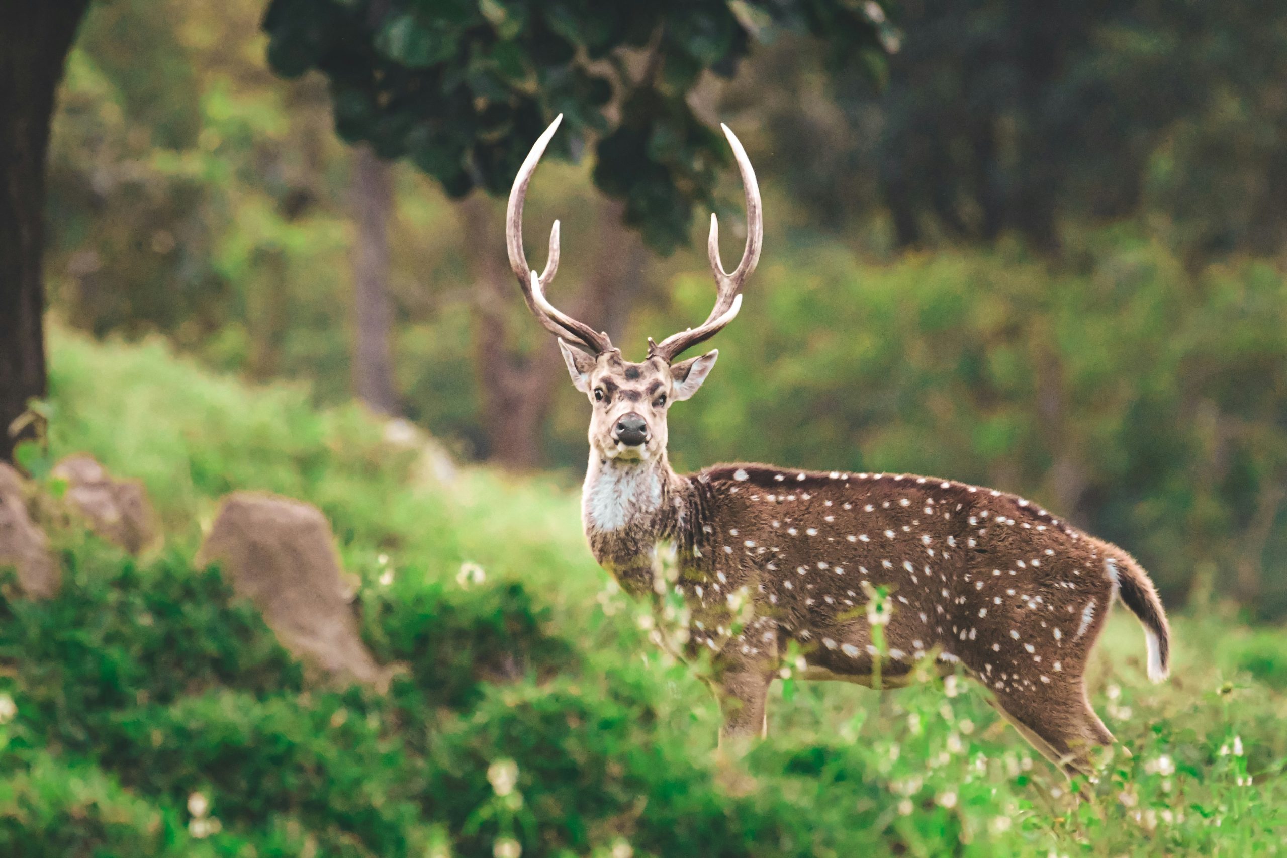 Criação e manutenção de habitats naturais para espécies de caça